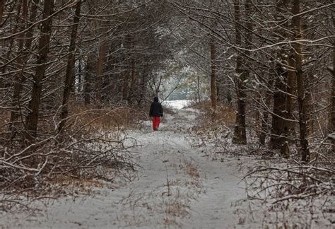 early winter in the forest - Site of nature