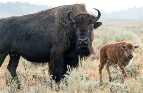 Second Bison Attack Occurs Within a Month of the Other at Yellowstone ...