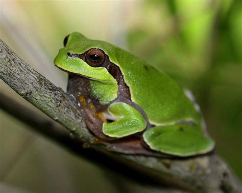 pine barrens tree frog (threatened species) | Tree frogs, Frog, Pet tiger