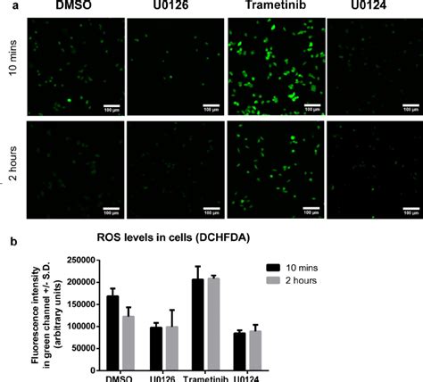 U0126 reduces H 2 O 2 -induced ROS level in PC12 cells. (a ...