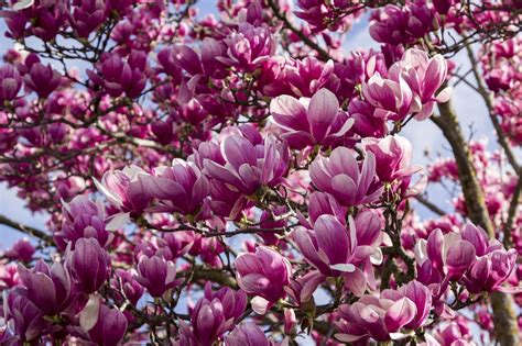 11 Magnolia Flowers Types Every Southerner Should Know | Magnolia ...