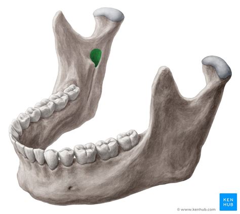 Mandibular foramen: Anatomy and contents | Kenhub