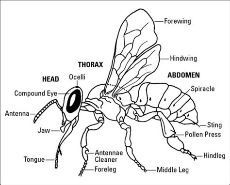 The Anatomy of Bees - PerfectBee