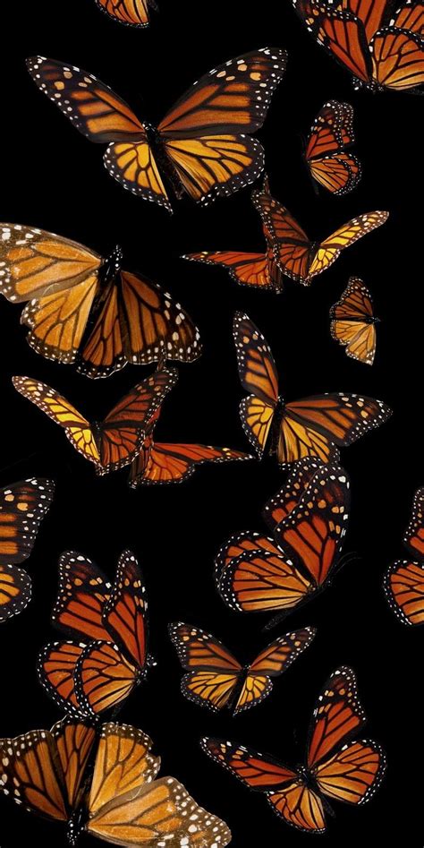 Update 78+ monarch butterfly wallpaper latest - in.cdgdbentre