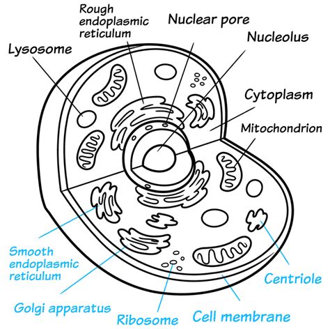 How to Draw an Animal Cell - Step by Step