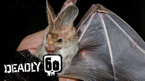 Ghost Bat Diet at Anthony Hackler blog