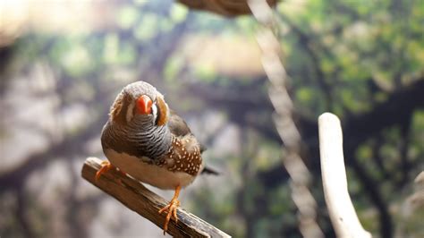 Zebra Finch - The Finches of Serenity | Serenity Aquarium & Aviary Services