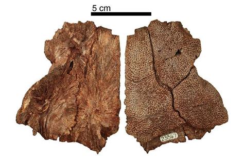 25 years of fossil collecting yields clearest picture of extinct 12 ...