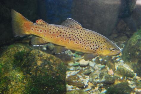 Brown trout – A guide to Irelands protected habitats & species