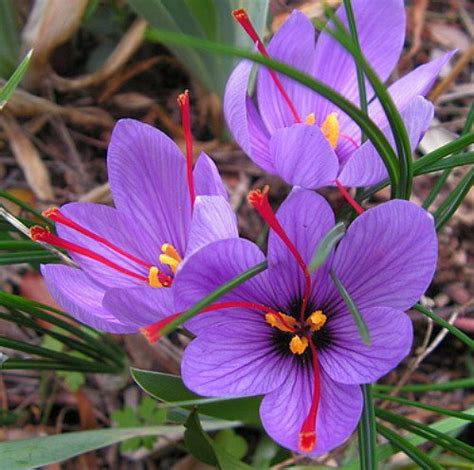 Saffron Bulbs: Buy Crocus Sativus (زعفران) bulbs - Bagh.pk