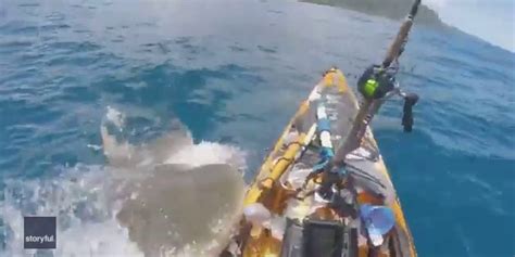 'Tiger shark rammed me': Tiger shark attacks kayaker off Hawaii coast ...