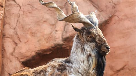 Texas trophy hunter kills Pakistan rare goat, a markhor; gets backlash