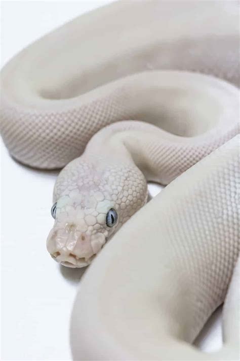 Blue Eyed Leucistic Ball Pythons: Everything You Need to Know - Embora Pets