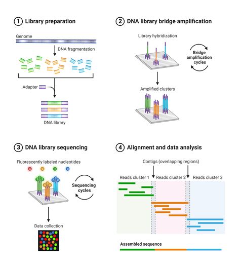 Next Generation Sequencing (Illumina) | BioRender Science Templates