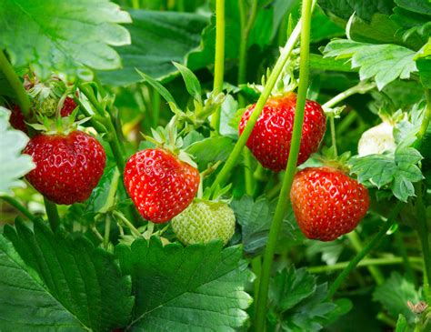 Gardening: Nothing beats taste of fresh, juicy berries sampled on the ...