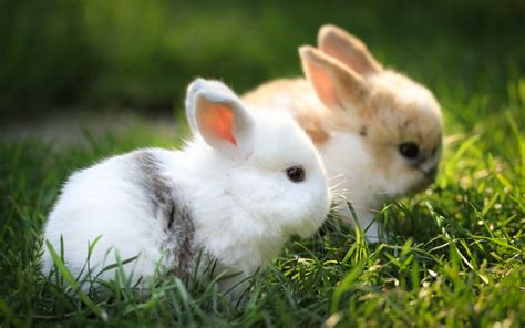 Cute White Rabbits Wallpapers