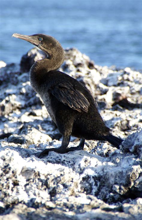 Flightless Cormorant photos and wallpapers. Collection of the ...