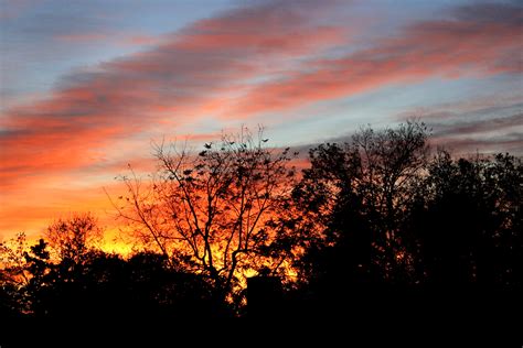 Sunset Through Trees – Photos Public Domain