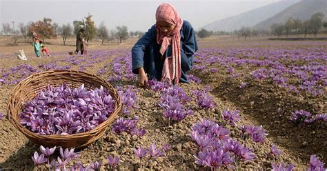 Amid declining production, Kashmiri farmers seek geographical ...