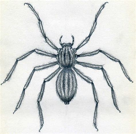 How To Draw A Realistic Spider