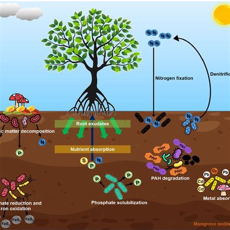 (PDF) Microbial diversity and ecological interactions of microorganisms ...