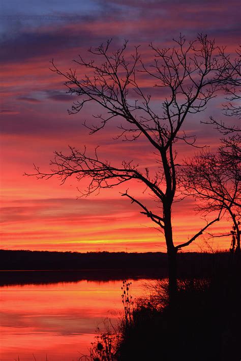 Sunset Silhouette Photograph by Forest Floor Photography - Pixels