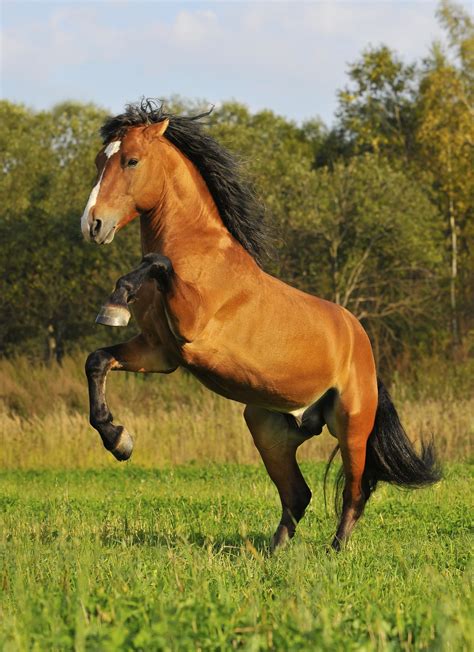 Mustang Horse | Breed Guide | HorseClicks