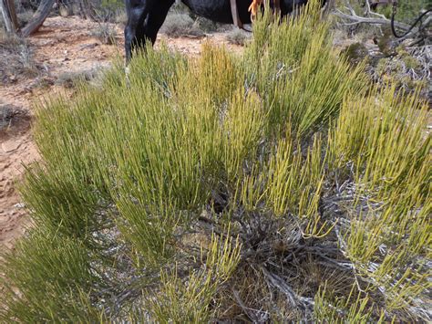 Frugal Living on the Watkins Ranch: Medicinal uses for Mormon tea