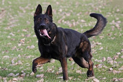 German Shepherd Training - How to train a German Shepherd