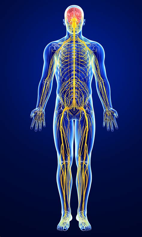 [DIAGRAM] Diagram Of Body Nerves - MYDIAGRAM.ONLINE