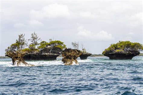 Wasini Island: Dolphin Spot & Snorkel at Kisite Marine Park | GetYourGuide