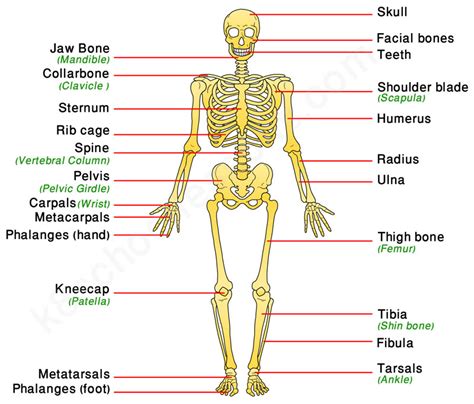 Human Skeletal System | Human body facts - skeleton & bones facts