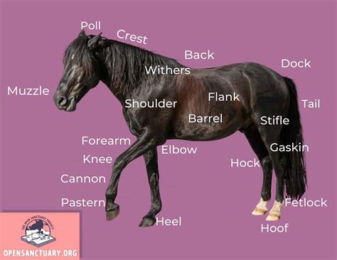 Basic Horse Anatomy: Part 1 - The Open Sanctuary Project