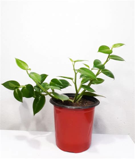 Peperomia Green Creeper Plant - URBANO.IN Peperomia Green Creeper