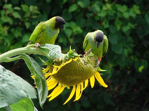 **birds eating sunflower seeds** - sunflower seeds Photo (23735293 ...