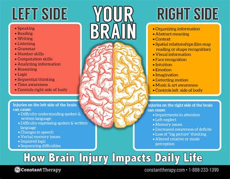 Right And Left Side Brain Functions - BRAINLYVI