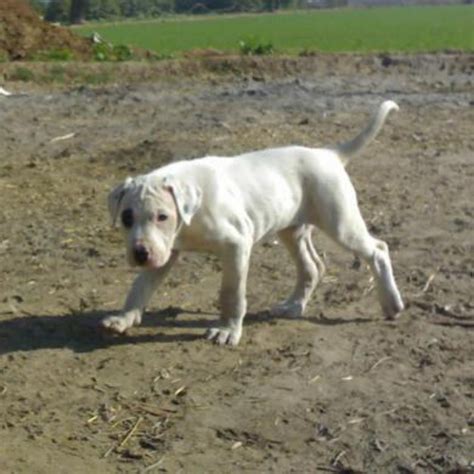 Bully Kutta Dog Breed Information, Images, Characteristics, Health