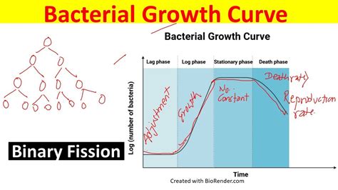 Bacterial growth Curve Explained | Phases of Bacterial Growth Curve ...