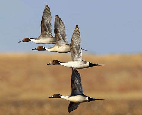 8 Great Strategies for Duck Hunting - Wildfowl | Waterfowl hunting ...