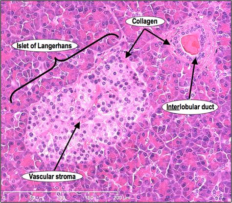 Corte De Pancreas Histologia