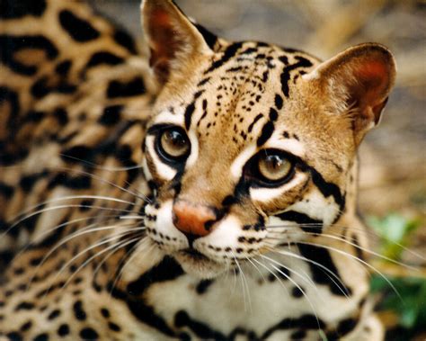 Ocelot | The Life of Animals