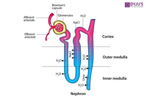 Nephron - Structure, Functions and Types of Nephron