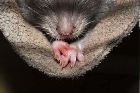 rats, Nature, Animals, Pet Wallpapers HD / Desktop and Mobile Backgrounds