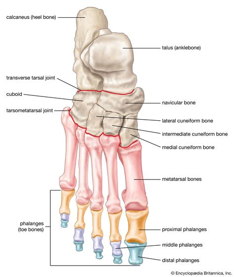 Tarsal Bone Diagram