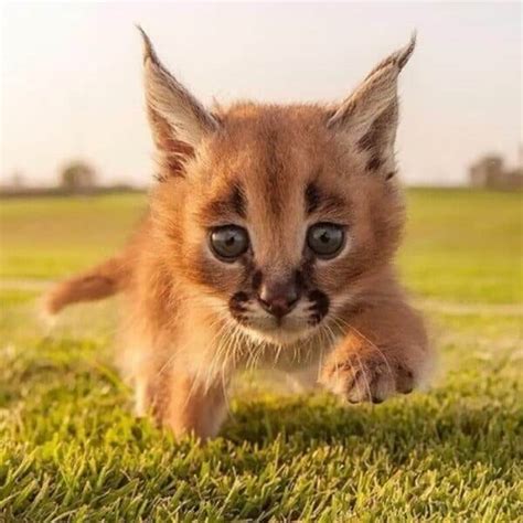 Best African Caracals Kitten for sale Canada and USA