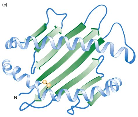 What Are Proteins? Primary, Secondary, Tertiary, and Quaternary ...