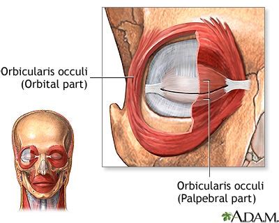 Eye muscles: MedlinePlus Medical Encyclopedia Image