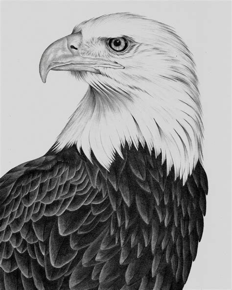 how to draw an eagle - Utility Atlas