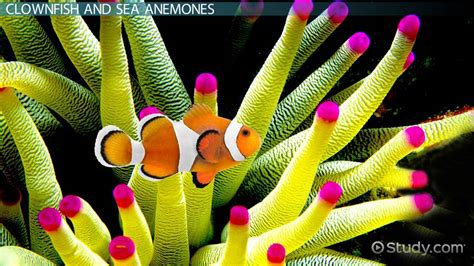 Clownfish & Sea Anemone Symbiotic Relationship - Lesson | Study.com