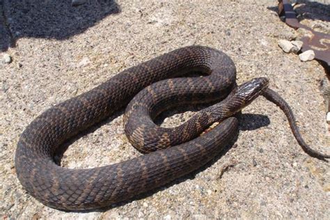 Common Watersnake | EEK WI